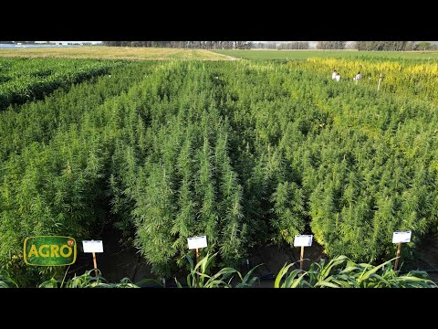 El cáñamo renace y se multiplica industrialmente en Argentina (#1029 2023-04-29)