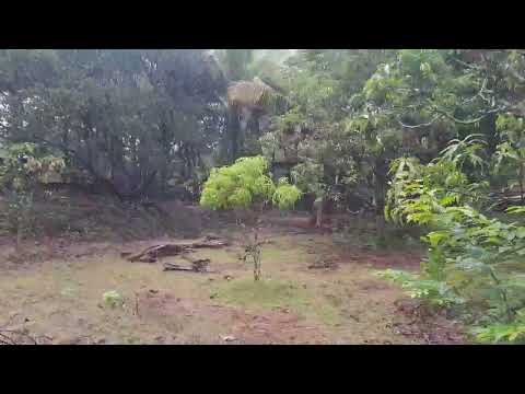  36 Guntha Agricultural/Farm Land for Sale in Vengurla, Sindhudurg