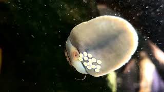 Nerite Snail Laying Eggs (10X Speed)