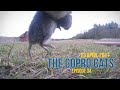 Cat With GoPro Catching Mouse Ep 34
