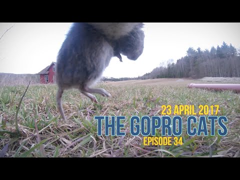 Cat with GoPro : Catching mouse : Ep 34