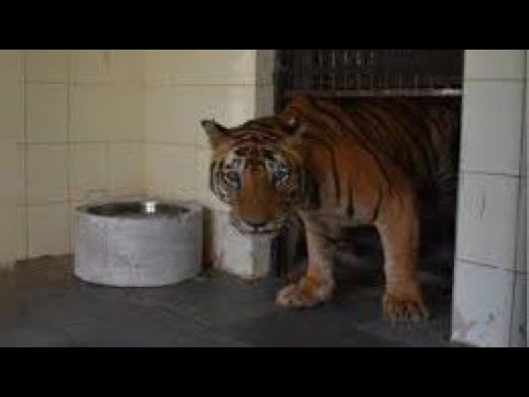 टाइगर के  दिल  दहला देने वाले हमले | Most Dangerous Tiger Attacks😱