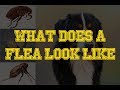 View 16 Images Of Dog Ticks And Fleas