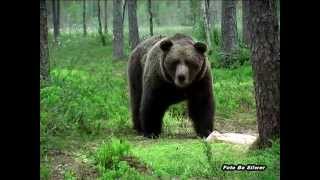Download lagu Björnskådning hos Norrigården/bearwatching in Sweden mp3