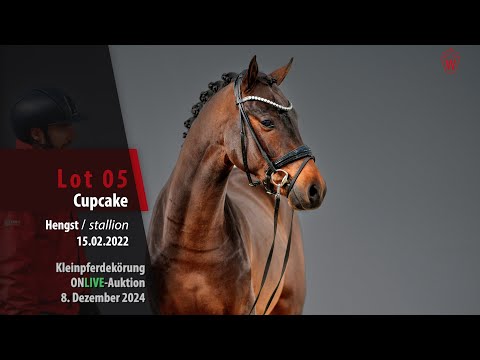 Kleinpferdekörung Lot 05 Cupcake Hengst v. Cosmopolitan D NRW - D-Power AT