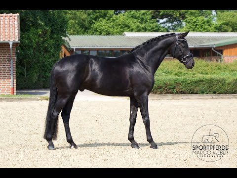 Stallion approved *2019