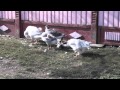 Romanian GEESE