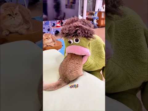 😱 وحشٌ مخيف يُرعب القطط… لكن النتيجة صادمة! 🐱👹