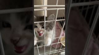 ウォッカ 鳴く