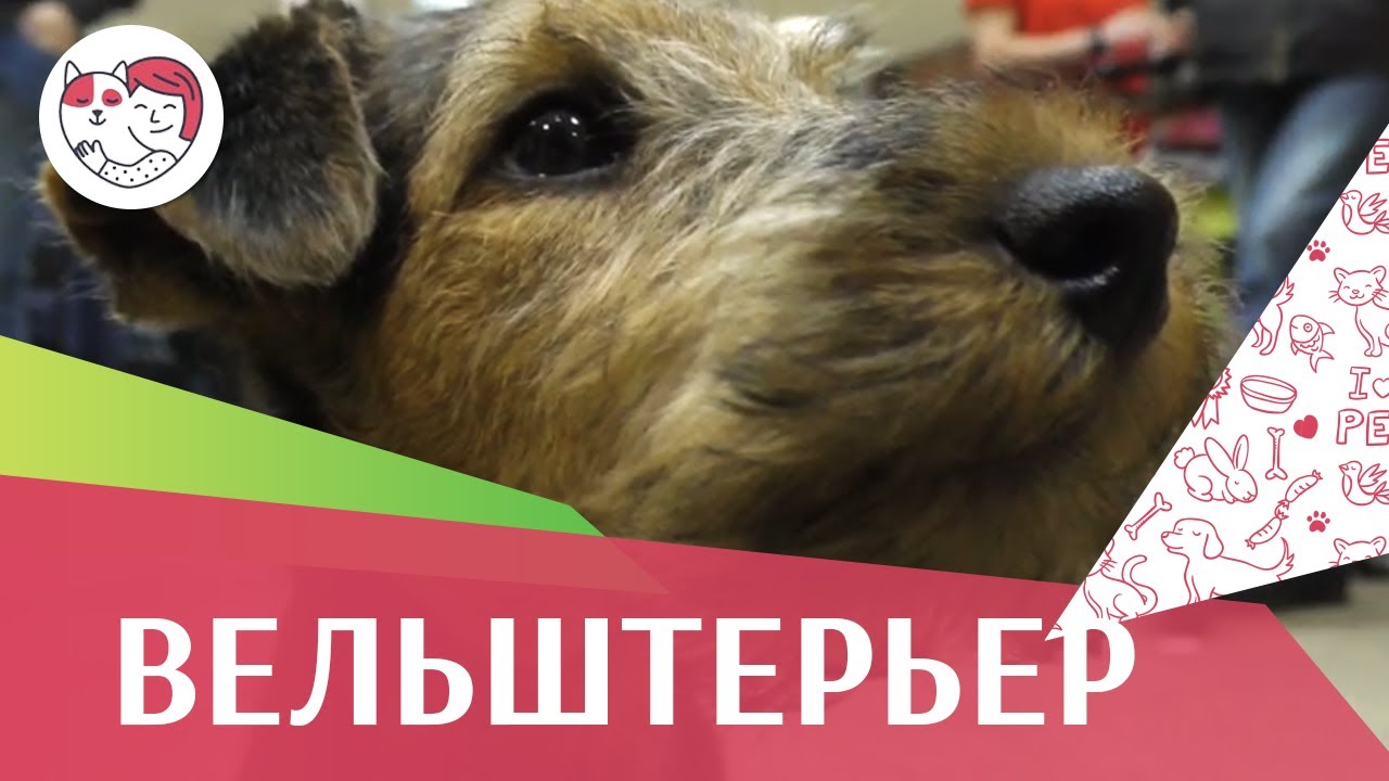 Вельштерьер на ilikepet. Особенности породы, уход
