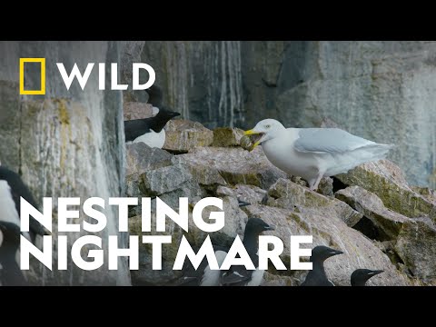 Guillemot Synchronised Efforts | Wild Winter | National Geographic WILD UK