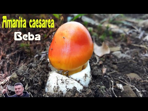 Blagva * bebica * - Lat. Amanita caesarea