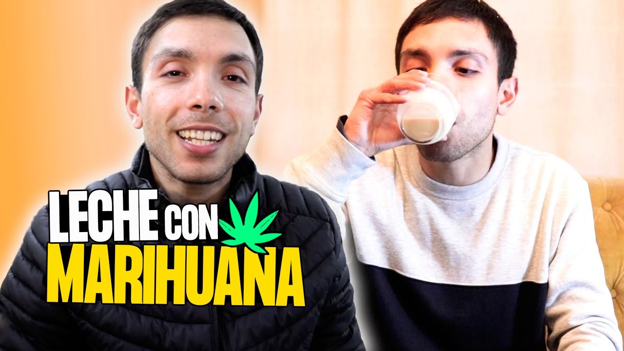 Hice Leche con Marihuana alta en CBD
