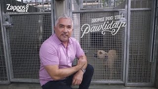 Cesar Millan: How to Pick the Best Shelter Pet for You | Zappos.com