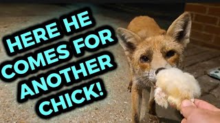 THIS BOY MELTS MY HEART ❤️🦊 #fox #wildlife #cute #fyp #viralvideo #badger #hedgehog
