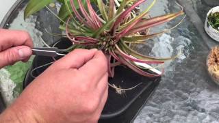 AIR PLANT CARE: HOW TO GERMANATE AND GROW TILLANDSIA AIR PLANTS FROM SEEDS.