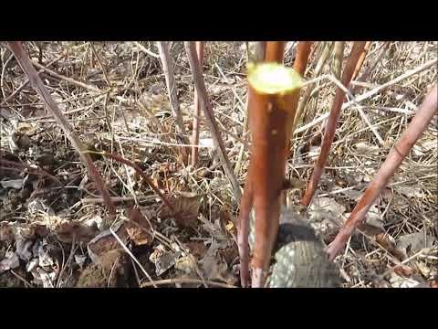 Как обработать весной малину