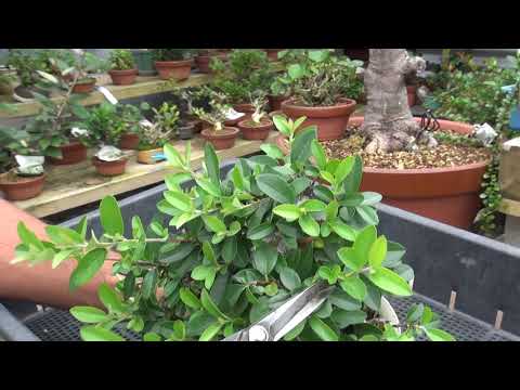 盆栽:切り方のコツ トピックス