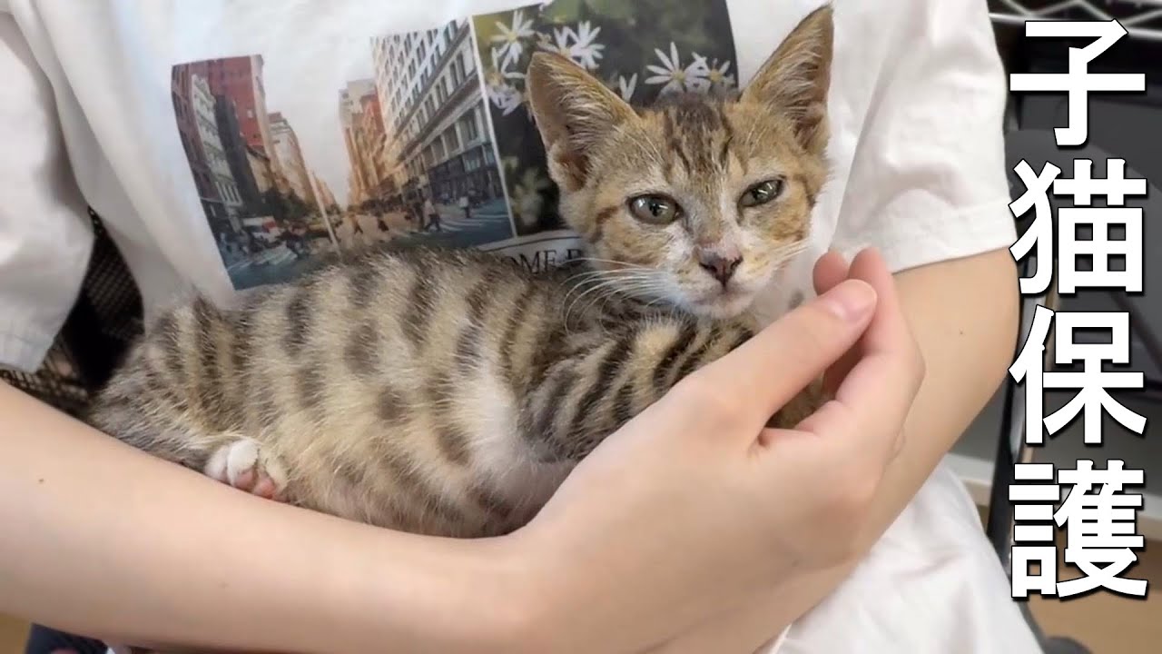 子猫保護の記録【初日と２日目】