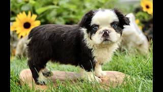 Video preview image #1 French Bulldog Puppy For Sale in RONKS, PA, USA