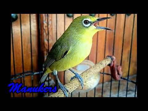 download lagu mp3 mp4 Suara Pleci Ngalas, download lagu Suara Pleci Ngalas gratis, unduh video klip Download Suara Pleci Ngalas Mp3 dan Mp4 Unlimited Gratis