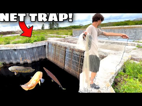 ABANDONED SPILLWAY Net Trap Catches EXOTIC Fish In EVERGLADES!!