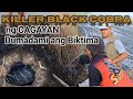 KILLER BLACK COBRA NG CAGAYAN DUMADAMI PA ANG BIKTIMA