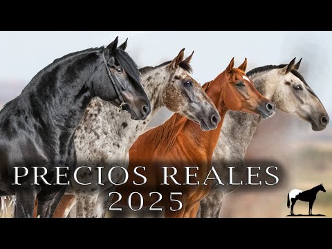 Want a horse? Here's how much they cost in Mexico in 2025 🐴 - Del Cerro Soy