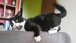 Funniest Cats: Masters of Chaos 😂