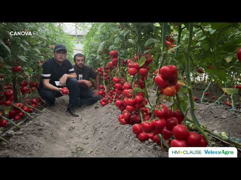 Канова помидор дурагайи Водийда ҳам ажойиб натижалар кўрсатмоқда!