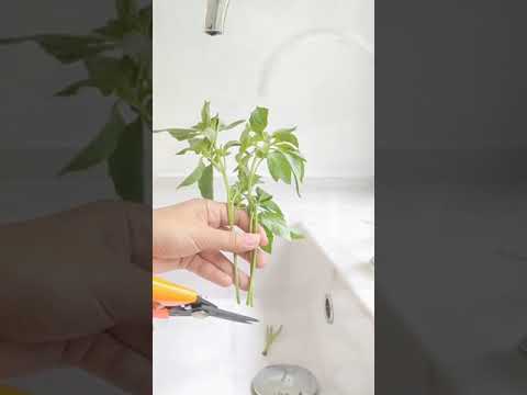 Cara Menanam Kemangi Sangat Mudah