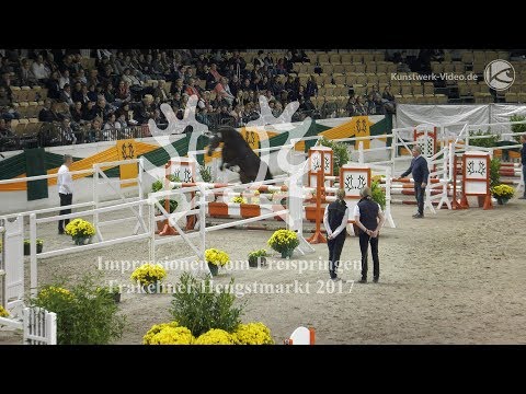 Impressionen vom Freispringen - Trakehner Hengstmarkt 2017