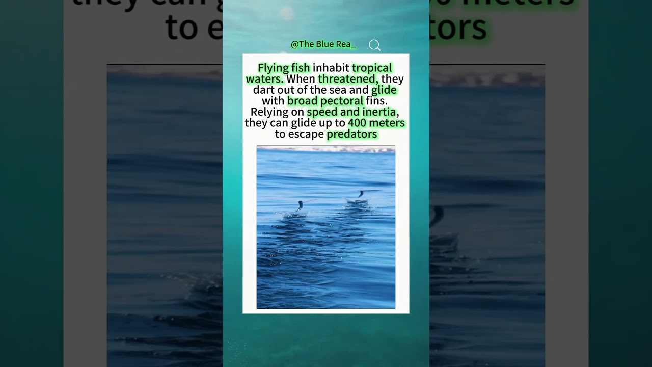 Flying fish belong to tropical coastal fish groups.