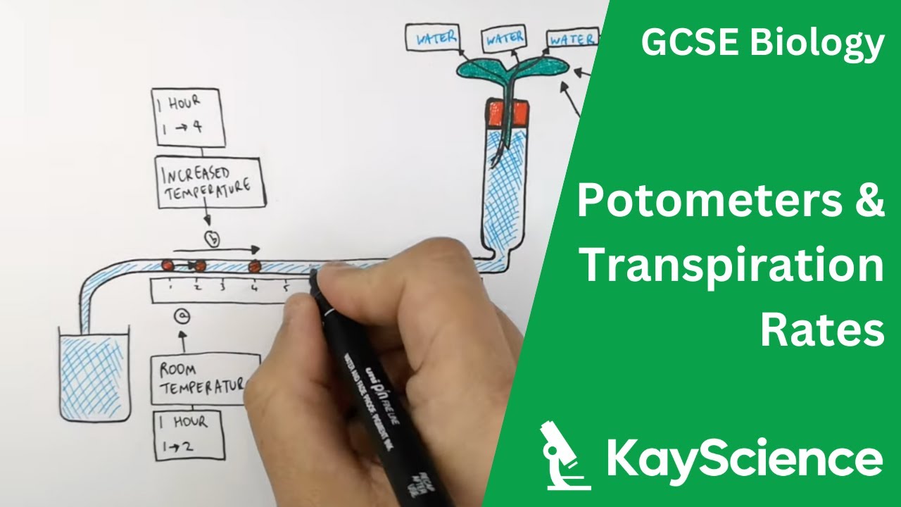GCSE Biology – Measuring Transpiration Using a Potometer