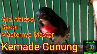 Download lagu SUARA BURUNG KEMADE GUNUNG, Gacor Banget mp3 Download lagu SUARA BURUNG KEMADE GUNUNG, Gacor Banget mp3