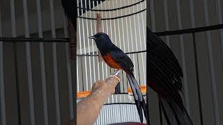 Download lagu BOOMERANG #muraibatu#Chimáclà#บินหลาดง#ShamaBird#choelua#orientalmagpierobin#阿妹#ciblek#AIbirds mp3 Download lagu BOOMERANG #muraibatu#Chimáclà#บินหลาดง#ShamaBird#choelua#orientalmagpierobin#阿妹#ciblek#AIbirds mp3