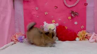 ハーフ犬の動画01