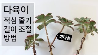 다육이(까라솔) 적심 줄기 길이 조절하는 방법 succulent 172화 #해맑은TV