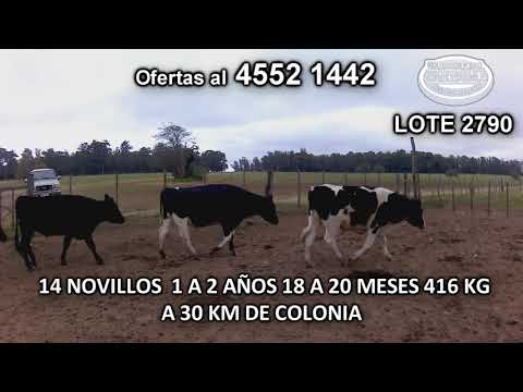 Lote 14 Novillos 1 a 2 años 8 HO - 5 HO c/ AA- 1 KIWI 416 Kgkg -  en La Horqueta- A 30 Km de Colonia