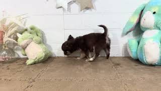 チワワ（ロング）の動画01