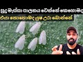 සුදු මැස්සගෙ ආහාර රටාව හා කෘෂි රසායන ව
