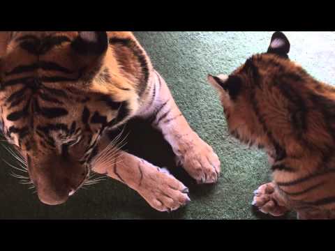 Diego the naughty tiger !