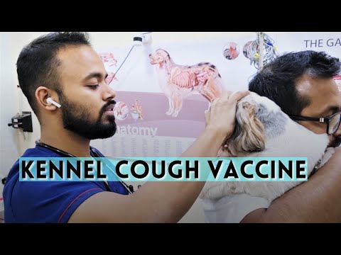 My puppies got Kennel cough vaccine | Kennel Cough In Dogs | Everything You Need To Know Video