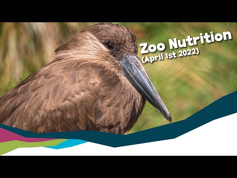 Zoo Nutrition