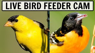 LIVE Bird Feeder Cam in Ohio [20+ species observed!]