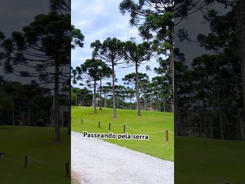 Campo alegre Santa Catarina #serradonafrancisca #caminhoparaumavidamelhor