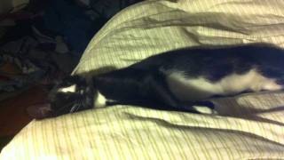 STRUMMIN- CLOUD NOTHINGS