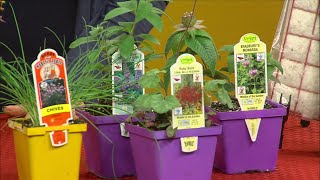 Hummingbirds and our Eco-System | Teske Pet & Garden