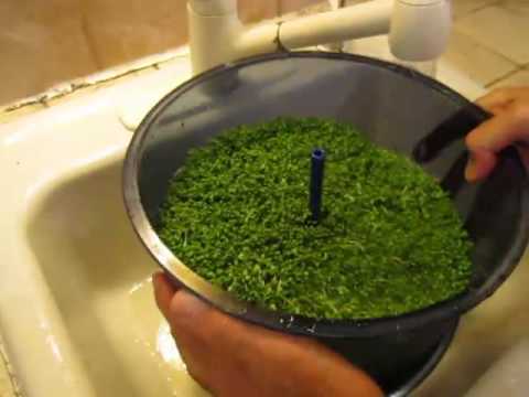 Rinsing Sprouts in the Freshlife