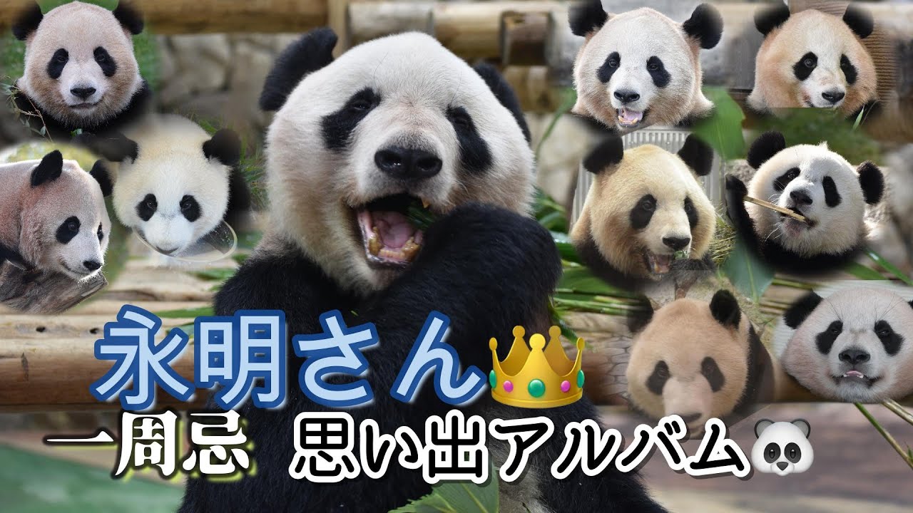 【一周忌】永明さん👑家族と過ごした日々✨inアドベンチャーワールド💕【伝説のお父さんパンダ】Giant Panda -Eimei-with His Family